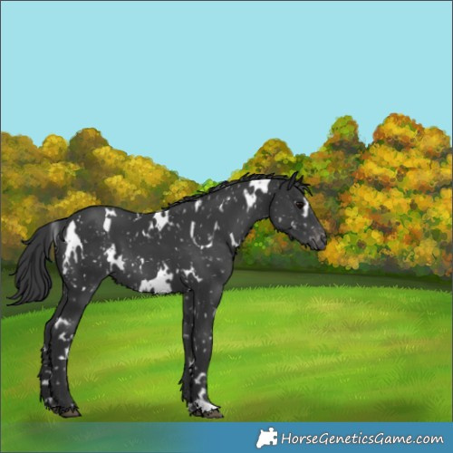Horse Color:White Spotted Black Appaloosa 