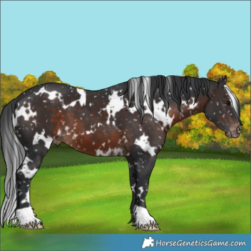 Horse Color:White Spotted Brown Appaloosa 