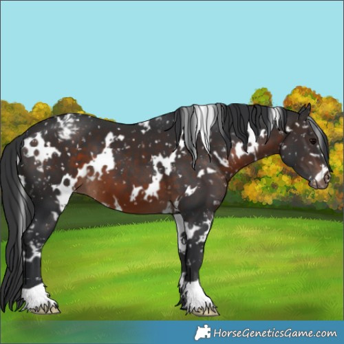 Horse Color:White Spotted Brown Appaloosa 