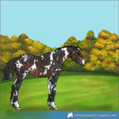 Horse Color:White Spotted Brown Appaloosa 