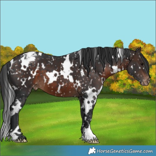 Horse Color:White Spotted Brown Appaloosa