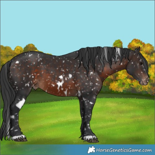 Horse Color:White Spotted Brown Appaloosa