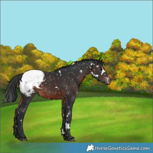 Horse Color:White Spotted Brown Appaloosa 