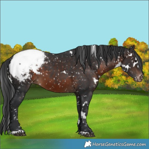 Horse Color:White Spotted Brown Appaloosa 