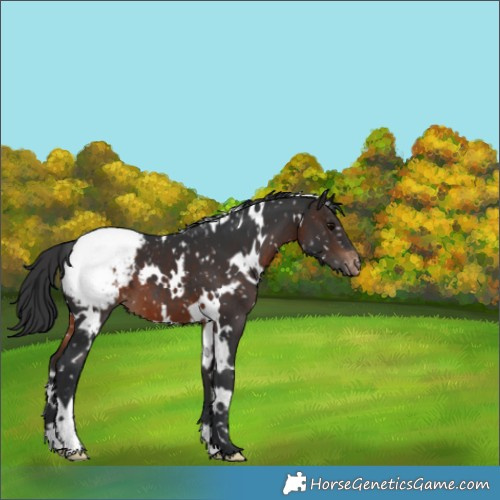 Horse Color:White Spotted Brown Appaloosa 