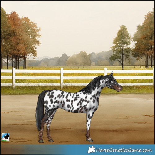 Horse Color:Liver Chestnut Skewed LP Spotted