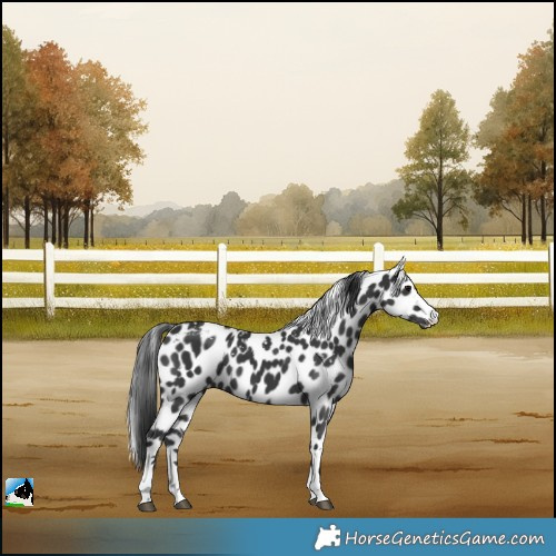 Horse Color:Black Skewed LP Spotted
