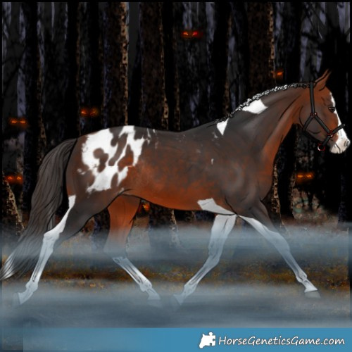 Horse Color:Bay Splash Tobiano Appaloosa Rabicano