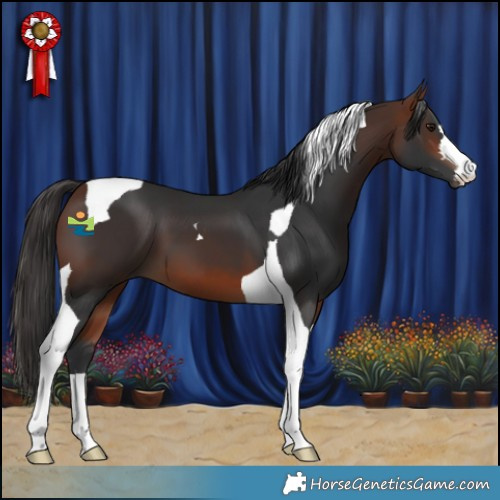 Horse Color:Bay Tobiano 