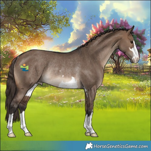 Horse Color:Brown Dun Appaloosa Rabicano 