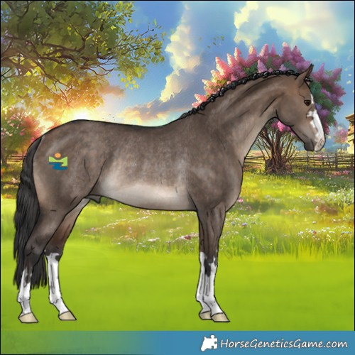 Horse Color:Bay Dun Rabicano