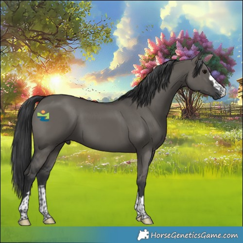 Horse Color:Grullo 