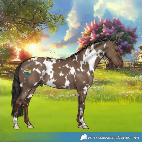 Horse Color:White Spotted Liver Red Dun 