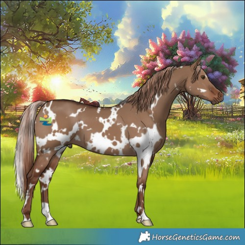 Horse Color:White Spotted Liver Red Dun 