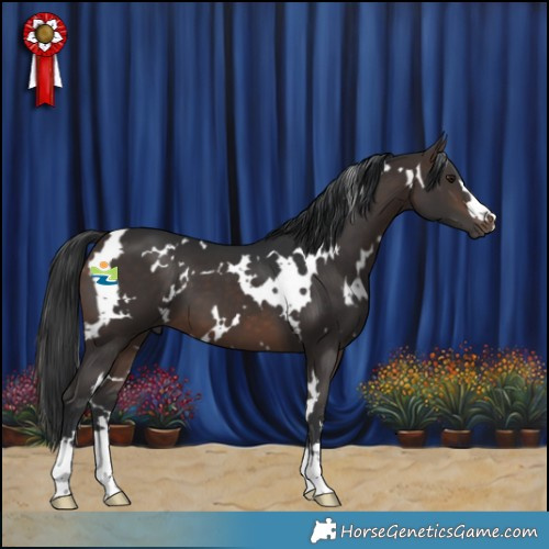Horse Color:White Spotted Brown 