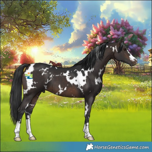 Horse Color:White Spotted Brown 