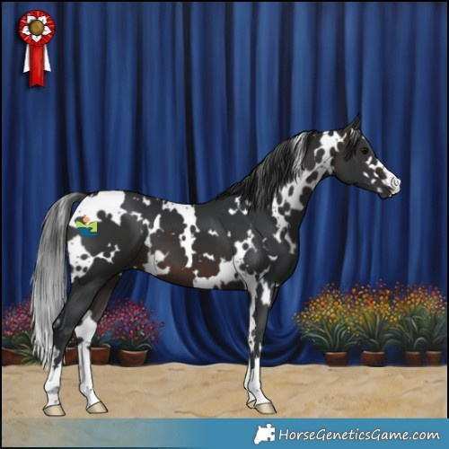 Horse Color:White Spotted Brown 