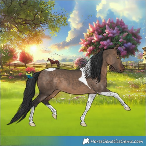 Horse Color:Bay Dun Tobiano 