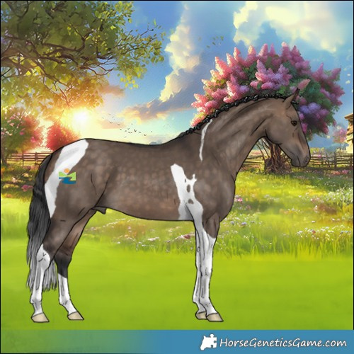 Horse Color:Bay Dun Tobiano 