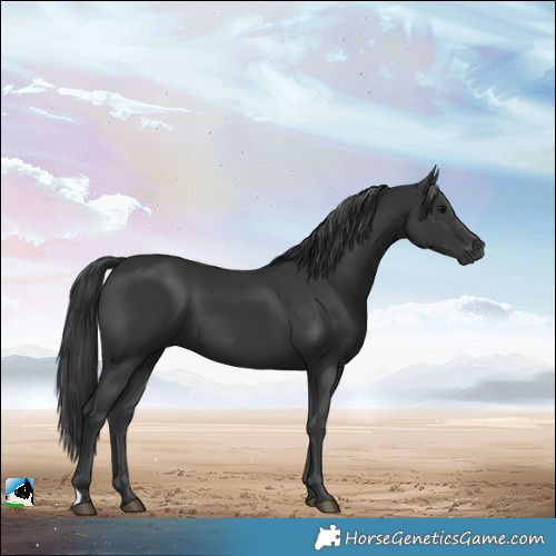 Horse Color:Black 