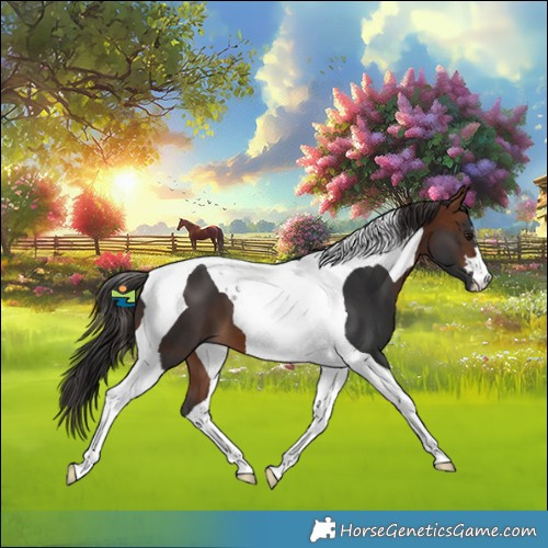 Horse Color:Bay Tobiano