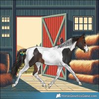 Horse Color:Bay Tobiano 