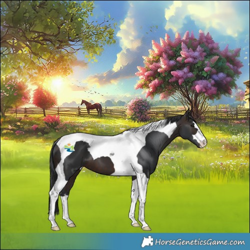 Horse Color:Brown Tobiano
