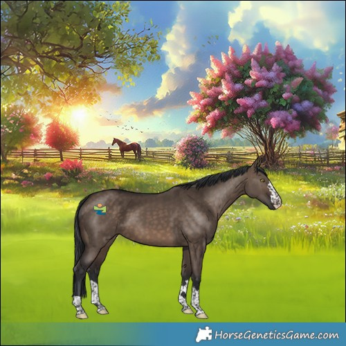 Horse Color:Brown Dun 