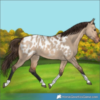 Horse Color:Bay Dun Tobiano Blanket Rabicano 