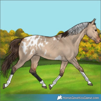 Horse Color:Bay Dun Tobiano Blanket Rabicano 