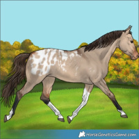 Horse Color:Bay Dun Tobiano Blanket Rabicano