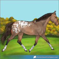 Horse Color:Bay Dun Tobiano Blanket Rabicano