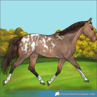 Horse Color:Bay Dun Tobiano Blanket Rabicano