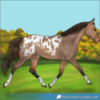 Horse Color:Bay Dun Tobiano Blanket Rabicano
