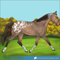 Horse Color:Bay Dun Tobiano Blanket Rabicano