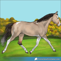 Horse Color:Bay Dun Splash Tobiano Rabicano 