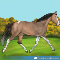 Horse Color:Bay Dun Splash Tobiano Rabicano 