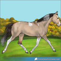 Horse Color:Bay Dun Splash Tobiano Rabicano