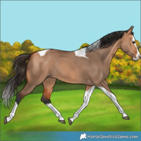 Horse Color:Bay Dun Splash Tobiano Rabicano