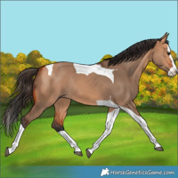 Horse Color:Bay Dun Splash Tobiano Rabicano 
