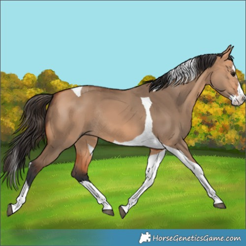 Horse Color:Bay Dun Splash Tobiano Rabicano 