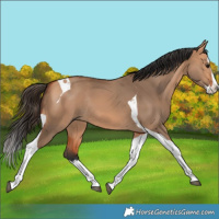 Horse Color:Bay Dun Splash Tobiano Rabicano