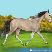 Horse Color:Bay Dun Splash Tobiano Rabicano