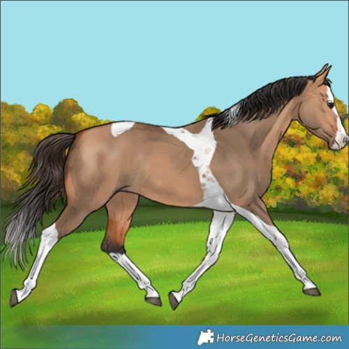 Horse Color:Bay Dun Splash Tobiano Rabicano 