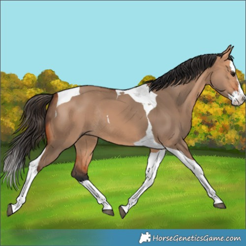 Horse Color:Bay Dun Splash Tobiano Rabicano 