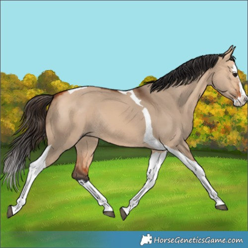 Horse Color:Bay Dun Splash Tobiano Rabicano 