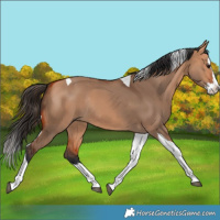 Horse Color:Bay Dun Splash Tobiano Rabicano 