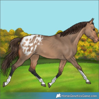Horse Color:Bay Dun Tobiano Blanket Rabicano