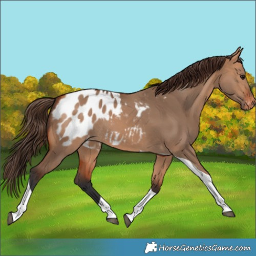 Horse Color:Bay Dun Tobiano Appaloosa Rabicano