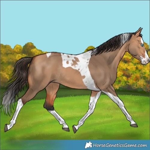 Horse Color:Bay Dun Splash Tobiano Rabicano